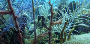 Climate Change | Bringing Life Back to the Ocean