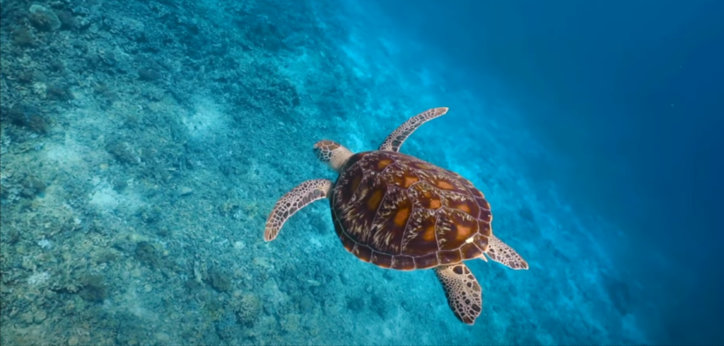 Roatan-Honduras-Diving-with-Turtles